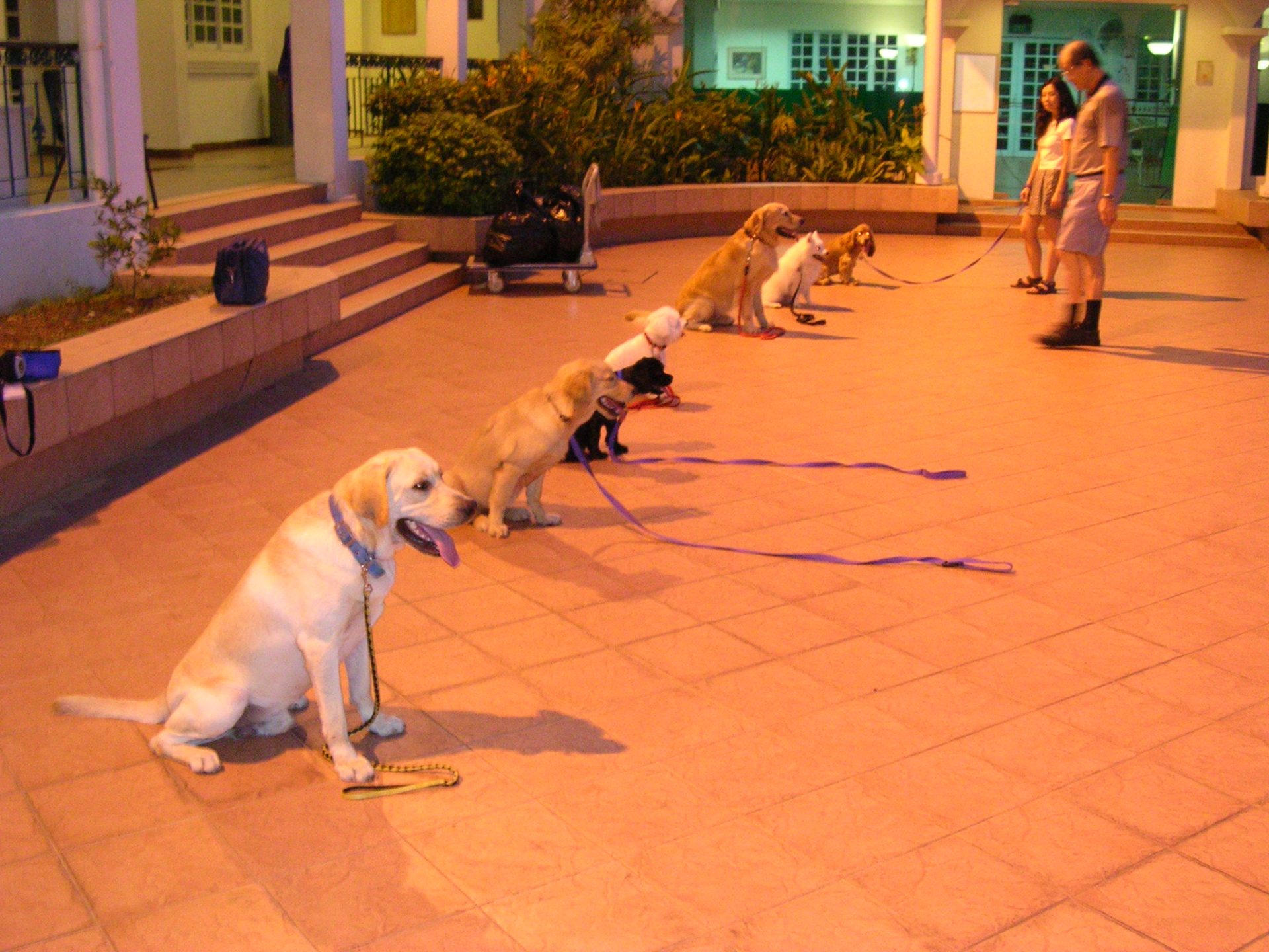 Training Gallery Videos Perfect K9