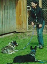 dogphoto5r