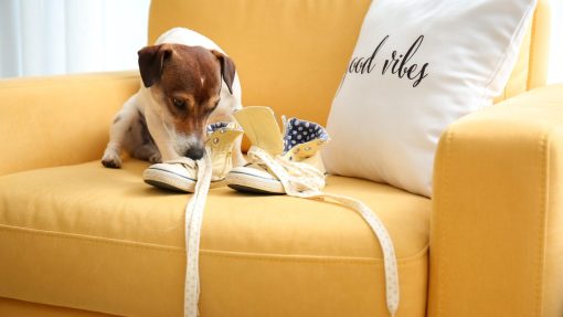 Untrained Dog Behavior