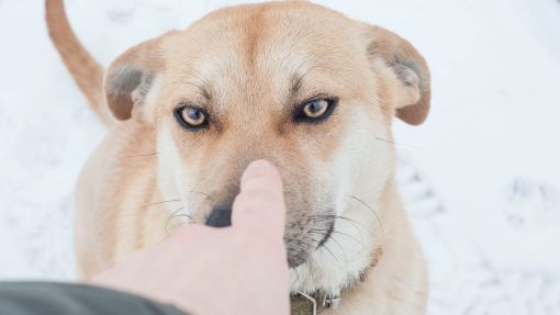 Untrained Dog Behavior