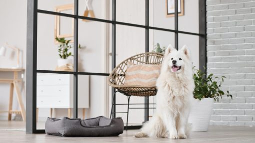 Why Every Dog Deserves Training