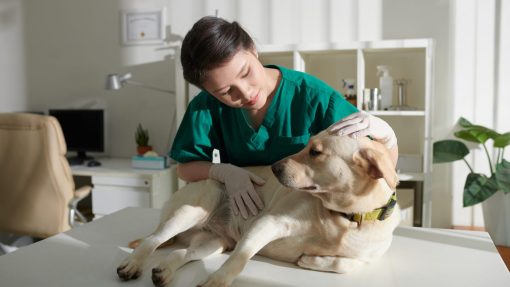 Why Every Dog Deserves Training