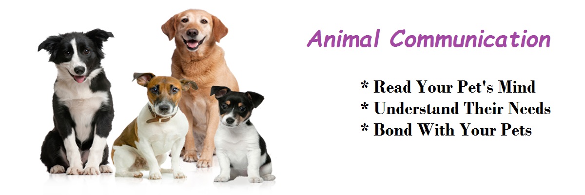 Permalink to:Animal Communication (AC)
