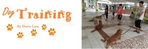 Permalink to:Our Dog Trainer