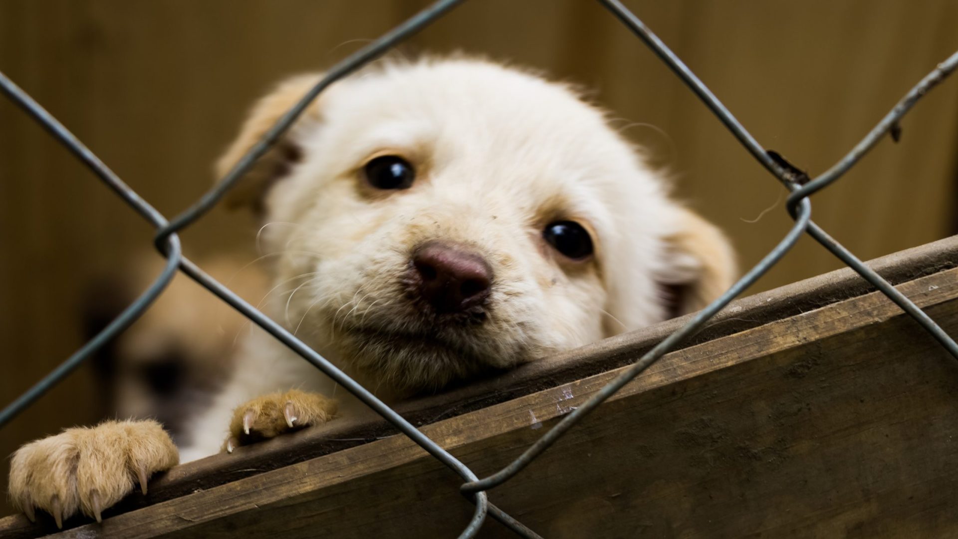 Signs Your Dog Is Str