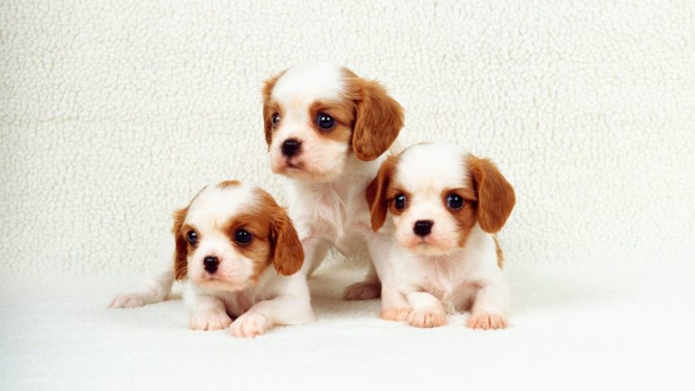 10 Steps to Puppy Socialization: Why It Matters