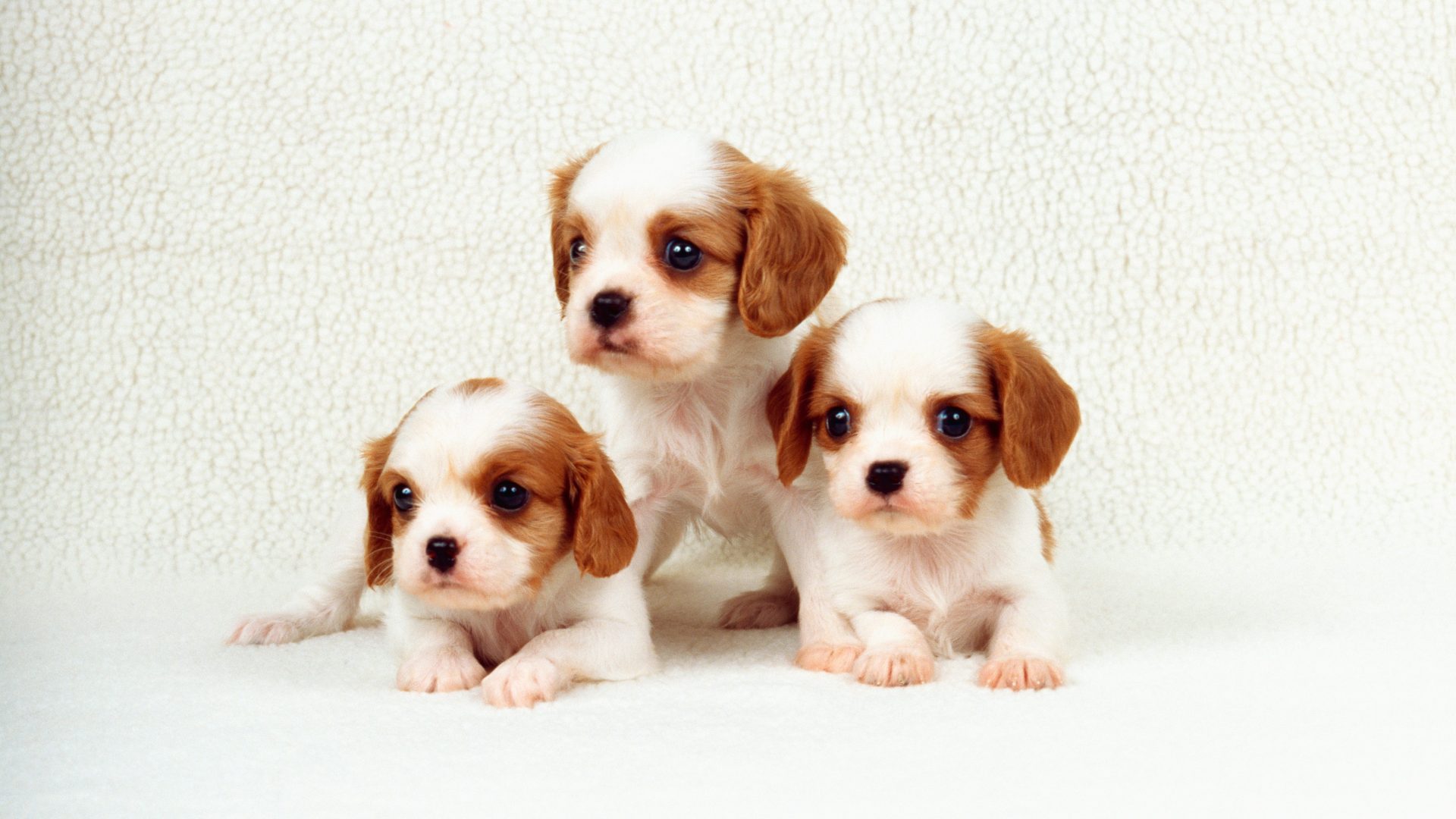 puppies