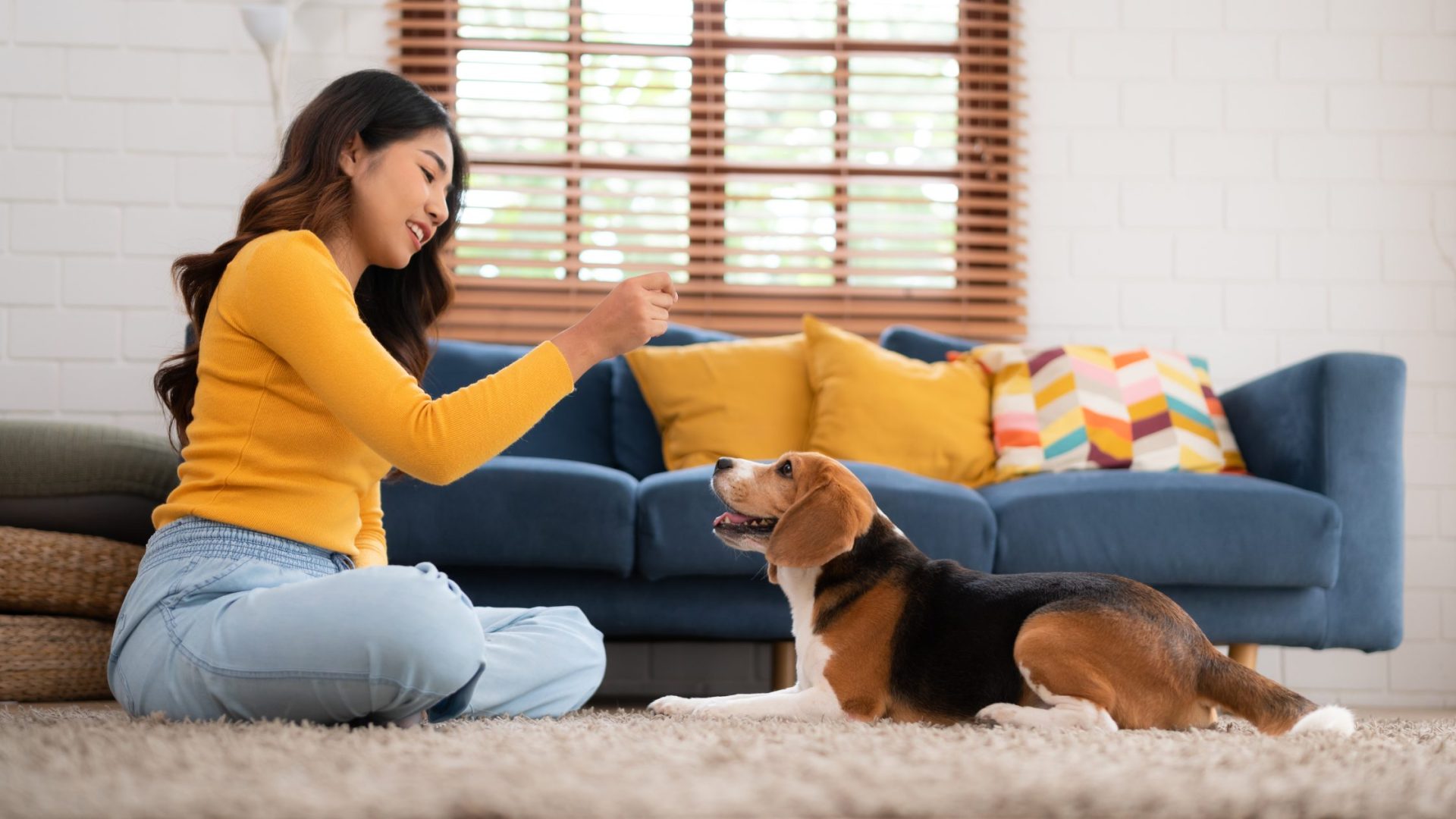 Dog Training Tips