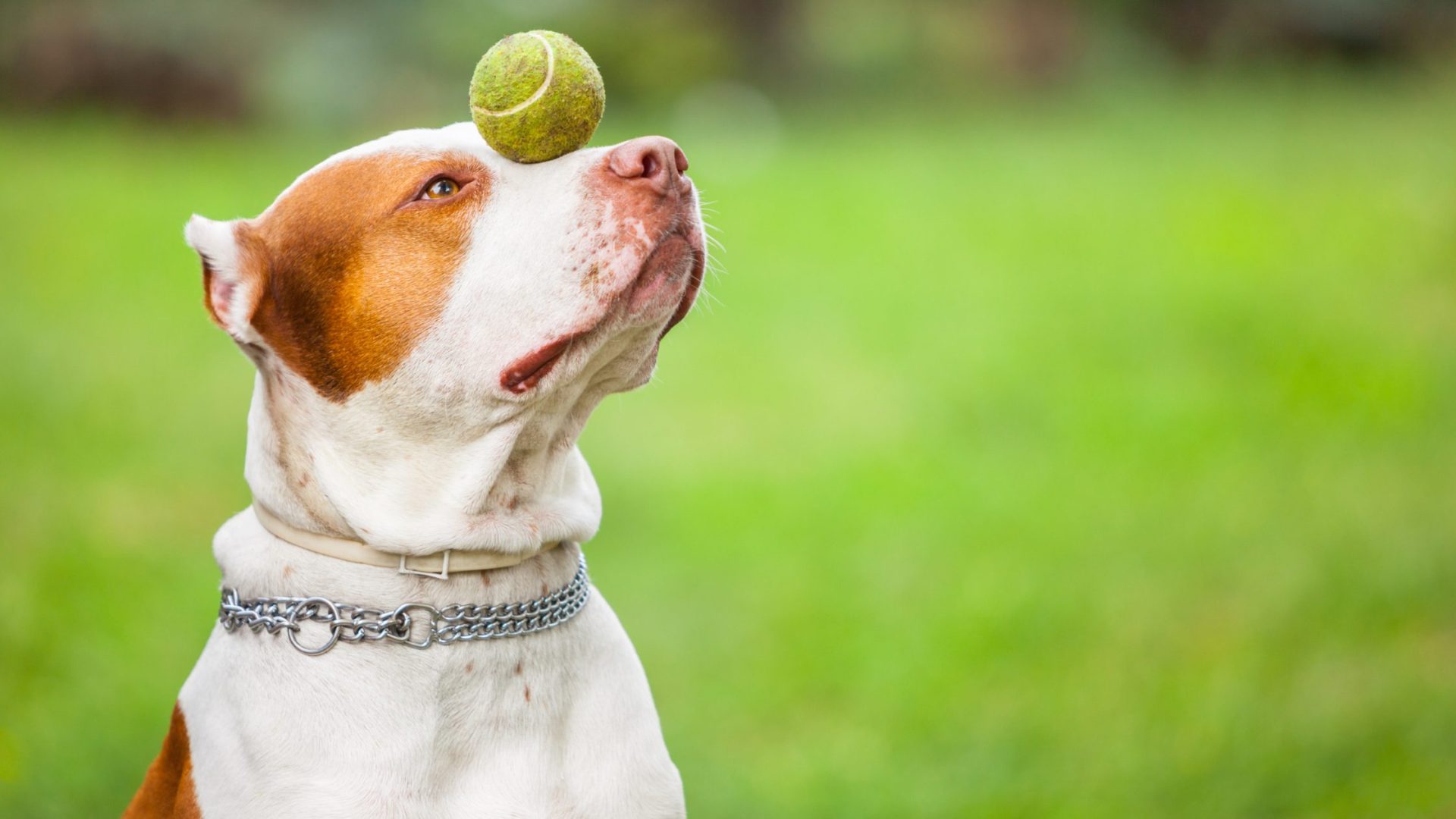 Positive Reinforcement in Dog Training