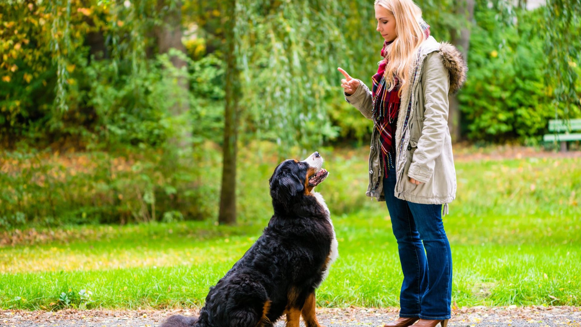 Positive Reinforcement in Dog Training