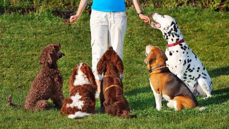 10 Benefits of Positive Reinforcement in Dog Training