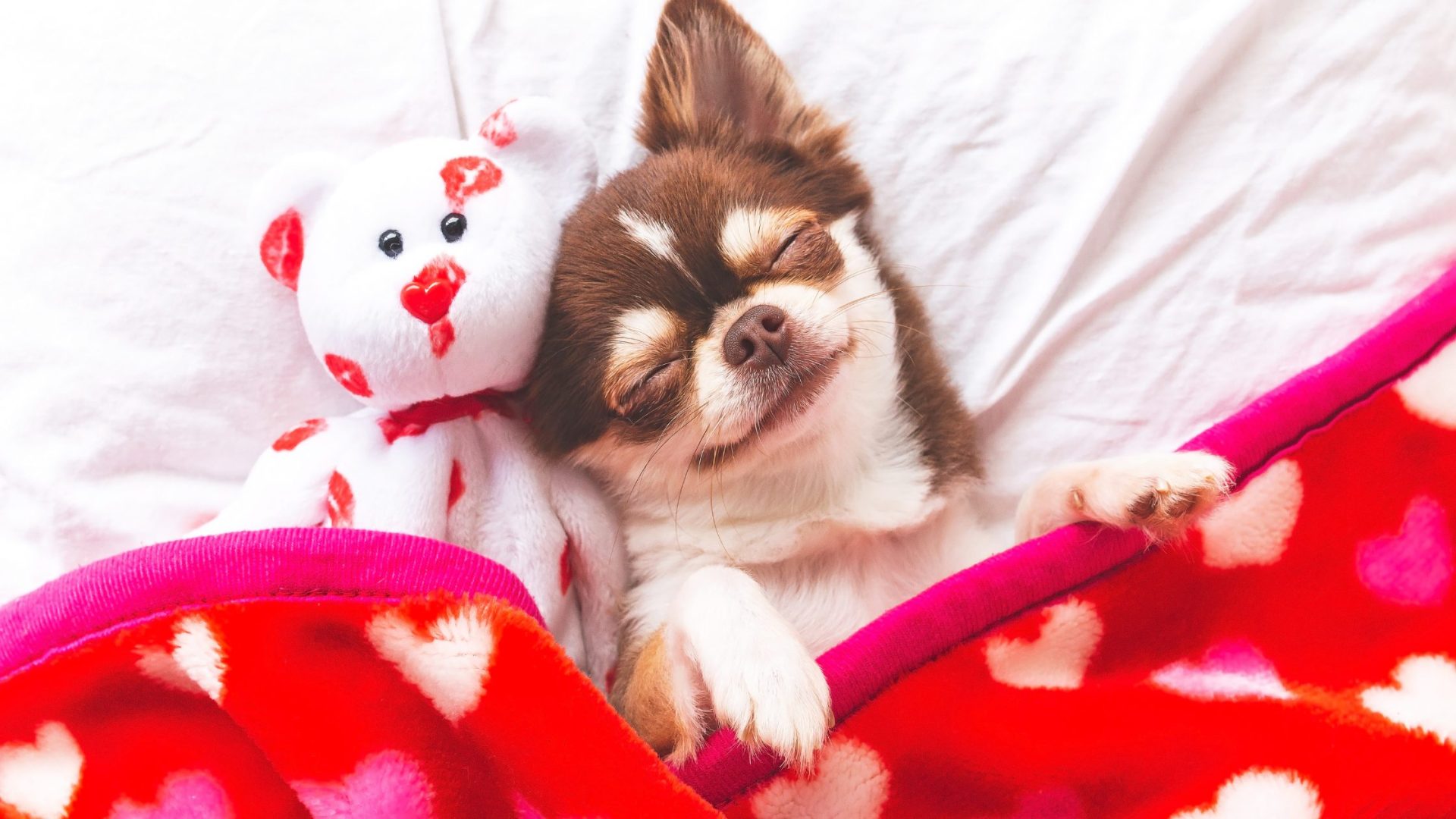 10 Best Ways to Keep the Dog Active in a Small Apartment 2 Dog Active in a Small Apartment