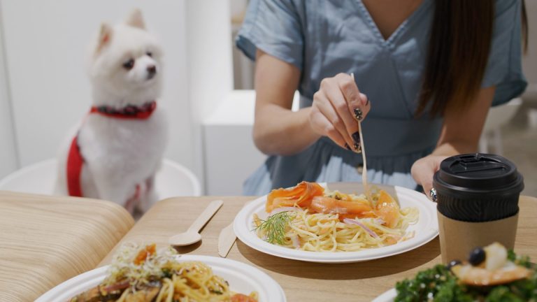 10 Best Pet-Friendly Cafes in Singapore to Visit with Dog