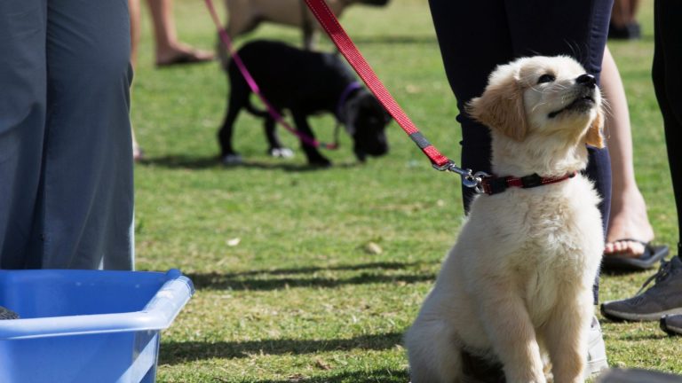 Dog Training 101: How to Completely Train Your Dog