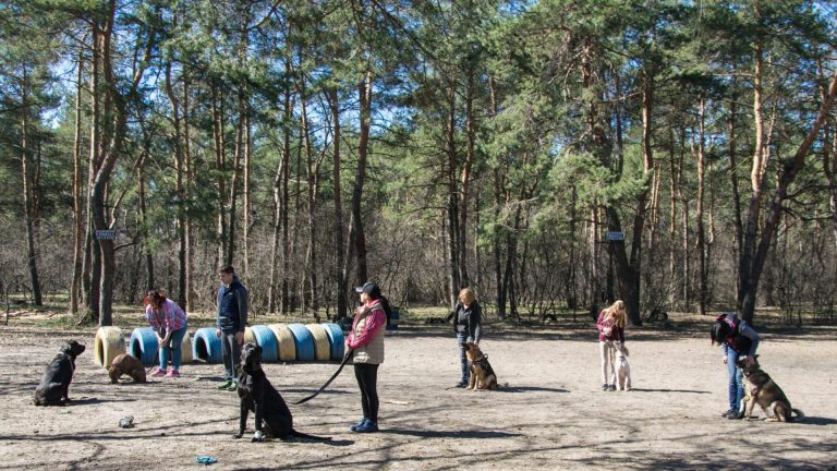 Training Your Dog with Some of the Best Tips
