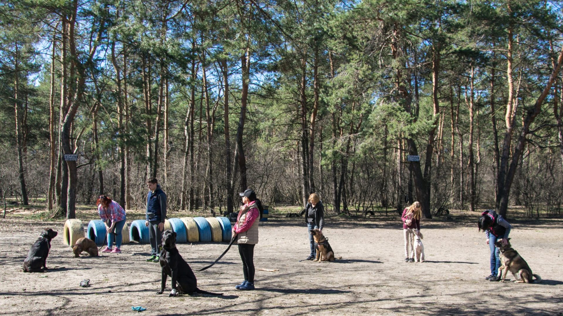 Training Your Dog with Some of the Best Tips
