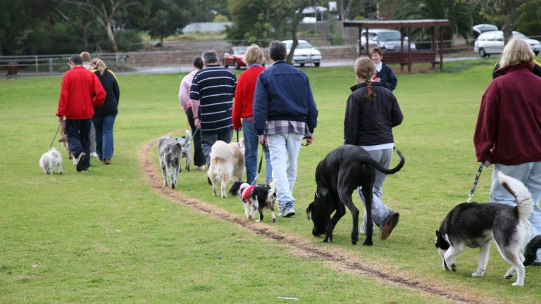 Dog Training & Obedience Courses – Why is it important?