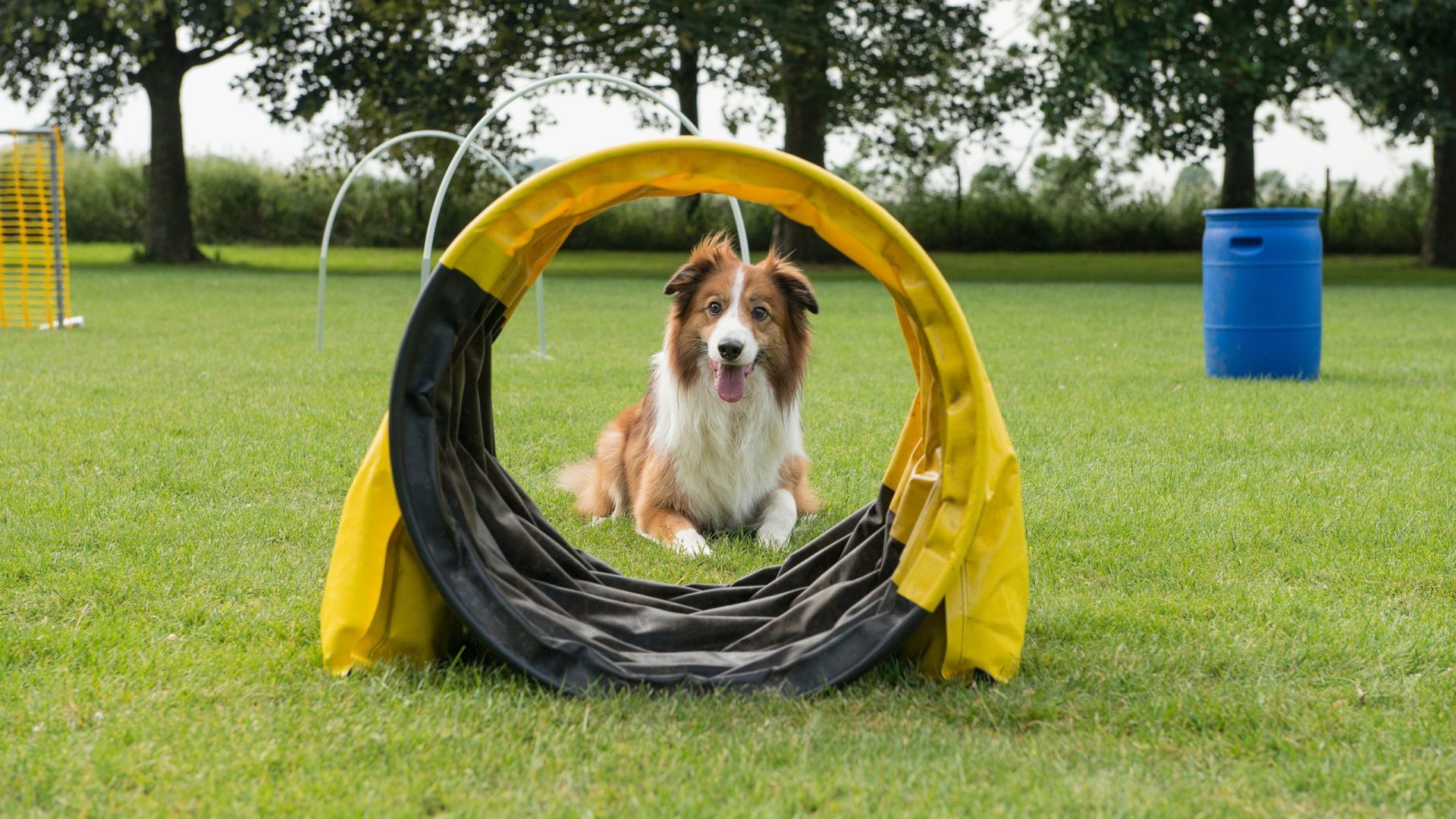 Use Play as a Reward in Dog Training: 10 Effective Ways 2 Use Play as a Reward in Dog Training