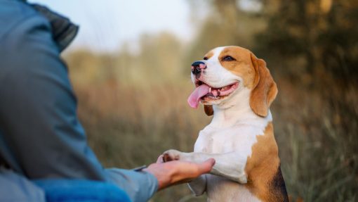 Explore Dog Training Methods: Science-Based vs. Traditional 2 Dog training methods
