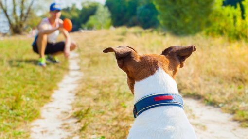 Use Play as a Reward in Dog Training: 10 Effective Ways 4 Use Play as a Reward in Dog Training
