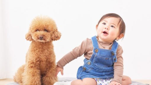 Prepare Your Dog for a New Baby