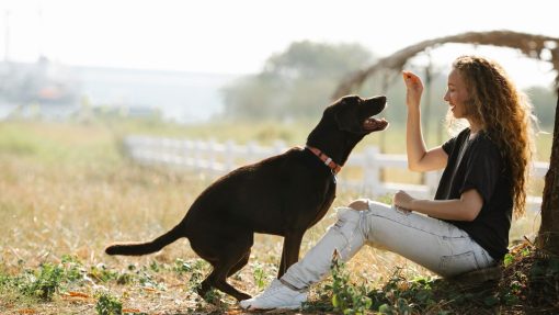 Use Play as a Reward in Dog Training: 10 Effective Ways 3 Use Play as a Reward in Dog Training