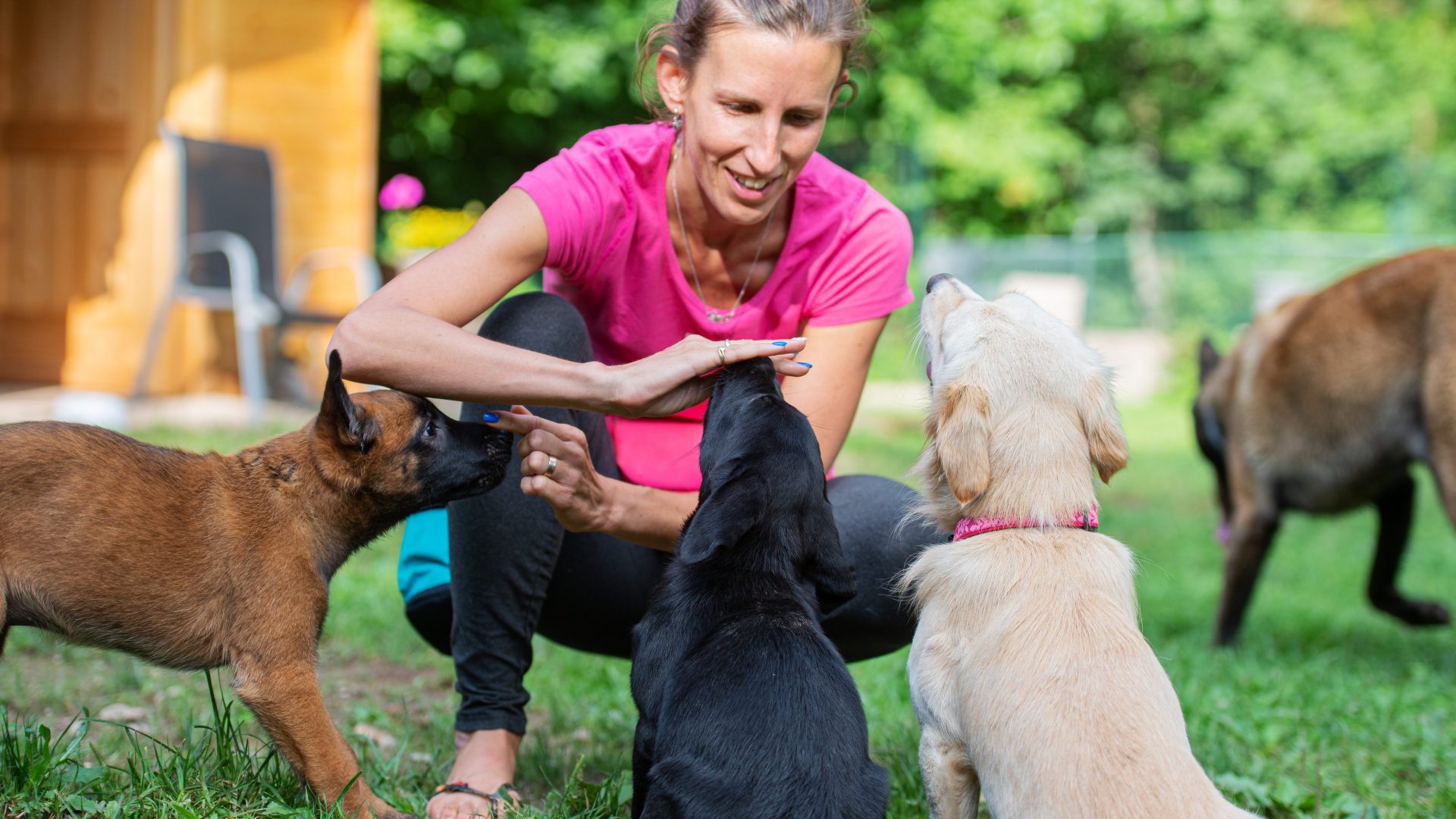 Early puppy training
