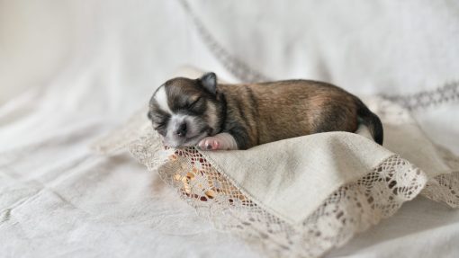 10 Tips for a Happy First Month with Your New Puppy 4 first month with your new puppy