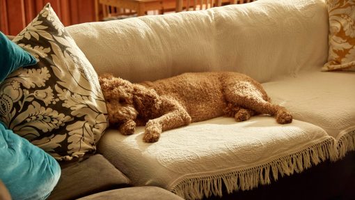 10 Tips for a Happy First Month with Your New Puppy 3 first month with your new puppy