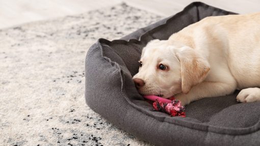 10 Tips for a Happy First Month with Your New Puppy 2 first month with your new puppy