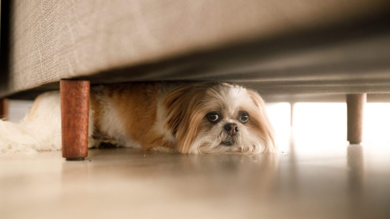 Explore 10 Best Games and Exercises for Fearful Dogs