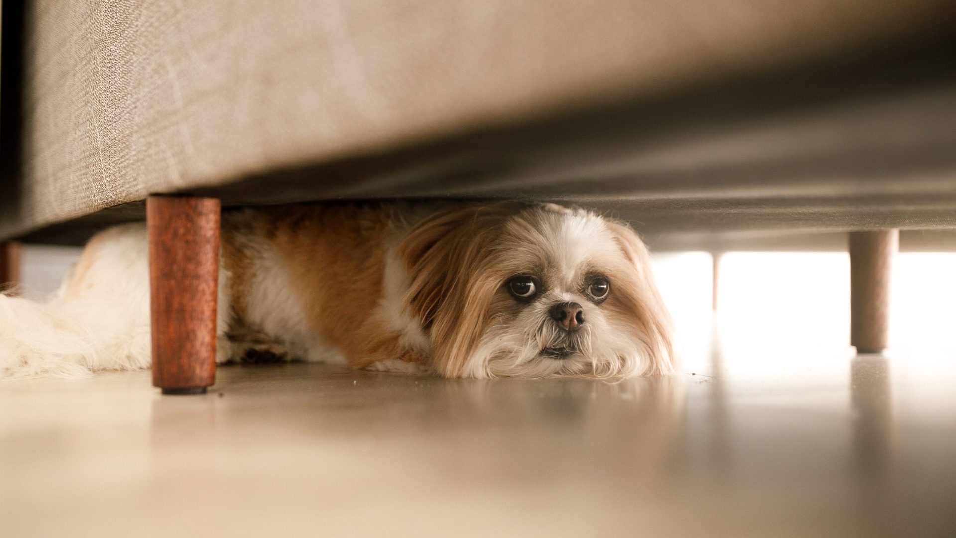 Games and exercises for fearful dogs