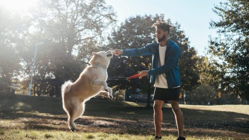 Explore Dog Training Methods: Science-Based vs. Traditional 3 Dog training methods