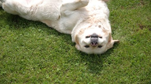 Explore 10 Best Games and Exercises for Fearful Dogs 4 Games and exercises for fearful dogs