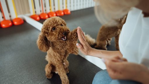 Explore Dog Training Methods: Science-Based vs. Traditional 4 Dog training methods