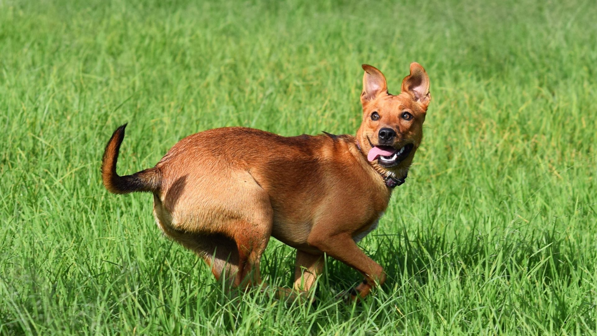 Understanding Prey Drive in Dogs