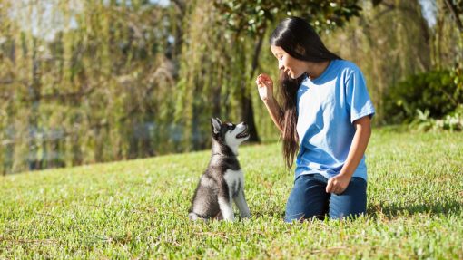 Early Puppy Training for a Calm and Well-Behaved Dog 4 Black and Red Personal Lifestyle Vlogger YouTube Banner Youtube Banner 4