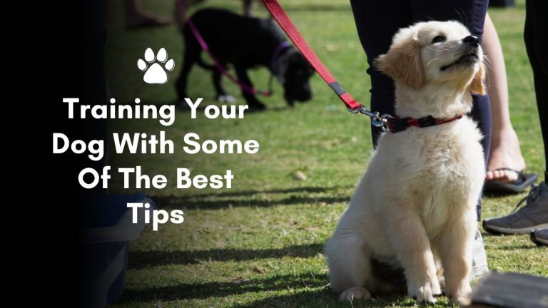 Training Your Dog With Some Of The Best Tips