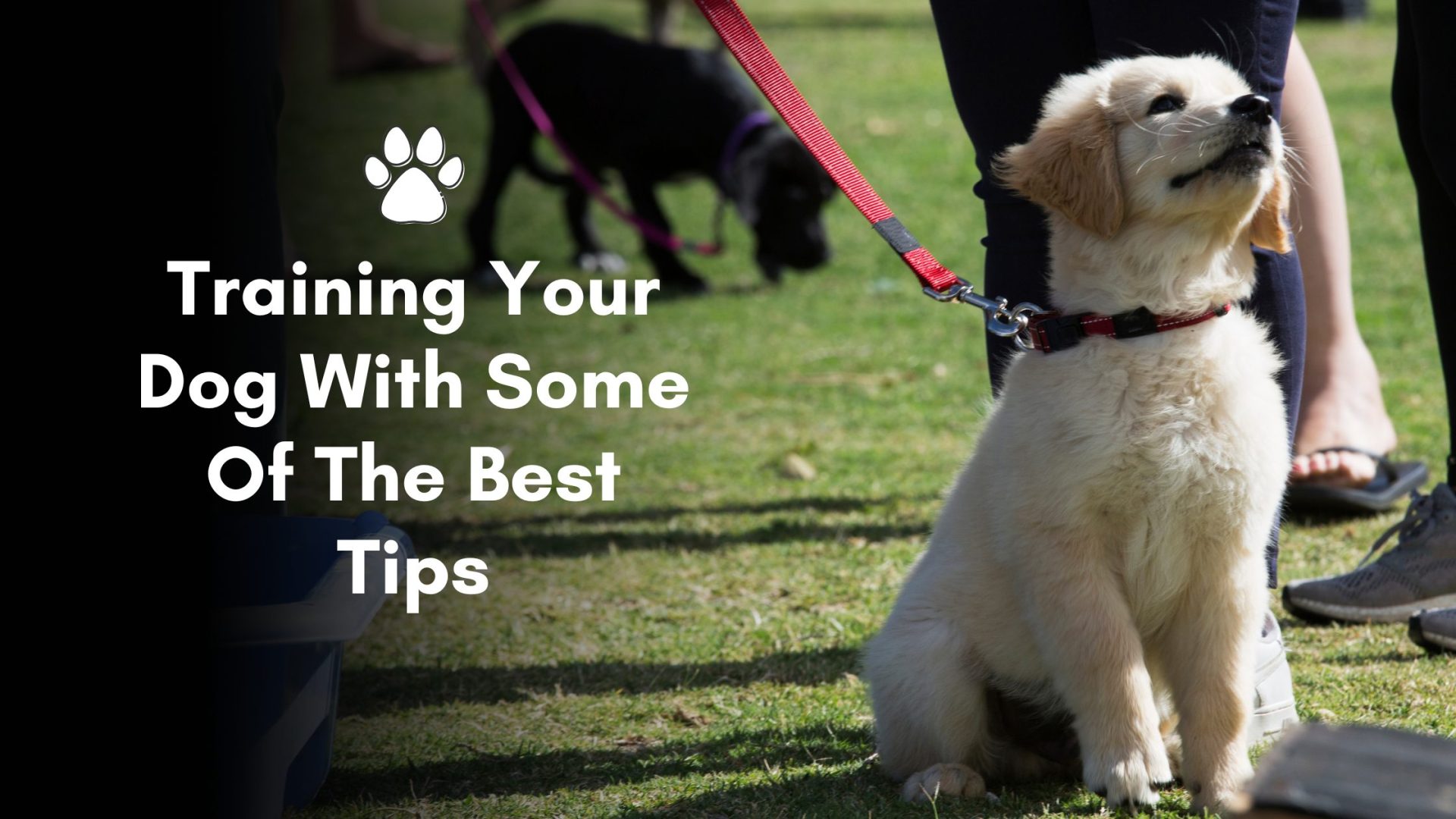 Training Your Dog With Some Of The Best Tips