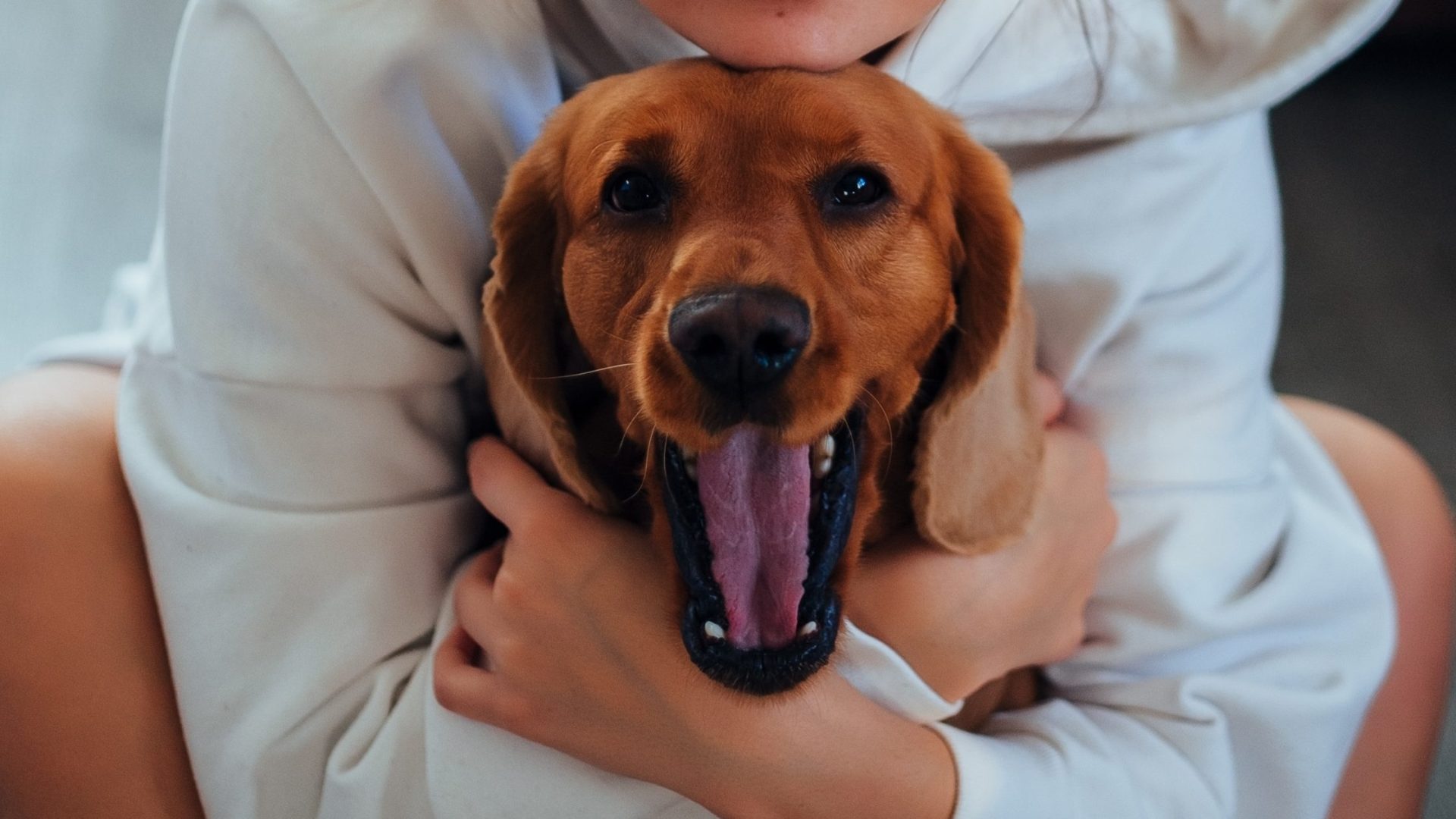 Why Every Dog Deserves Training