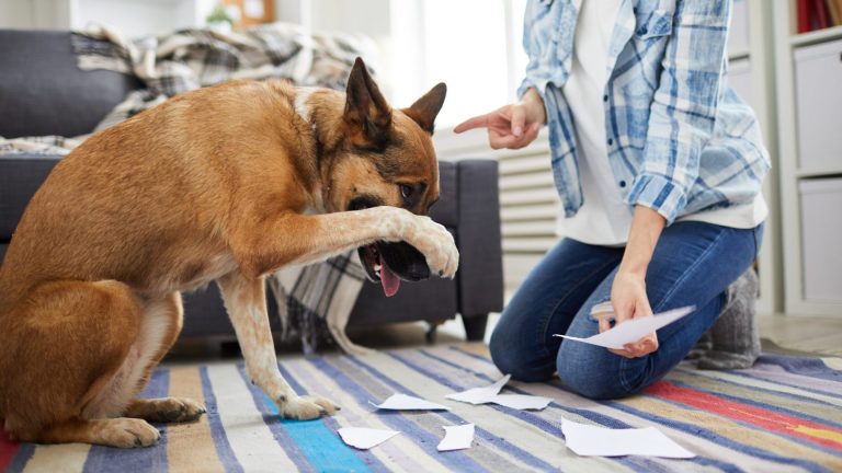 Untrained Dog Behavior :10 Actions People Mistake as Naughty