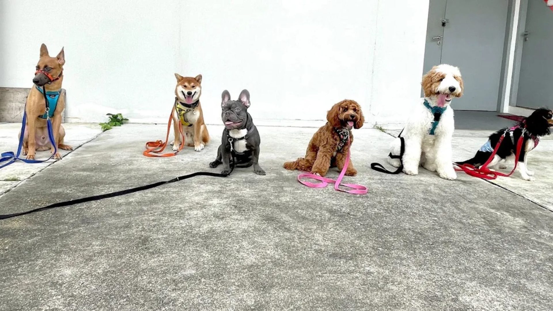 dog obedience training singapore