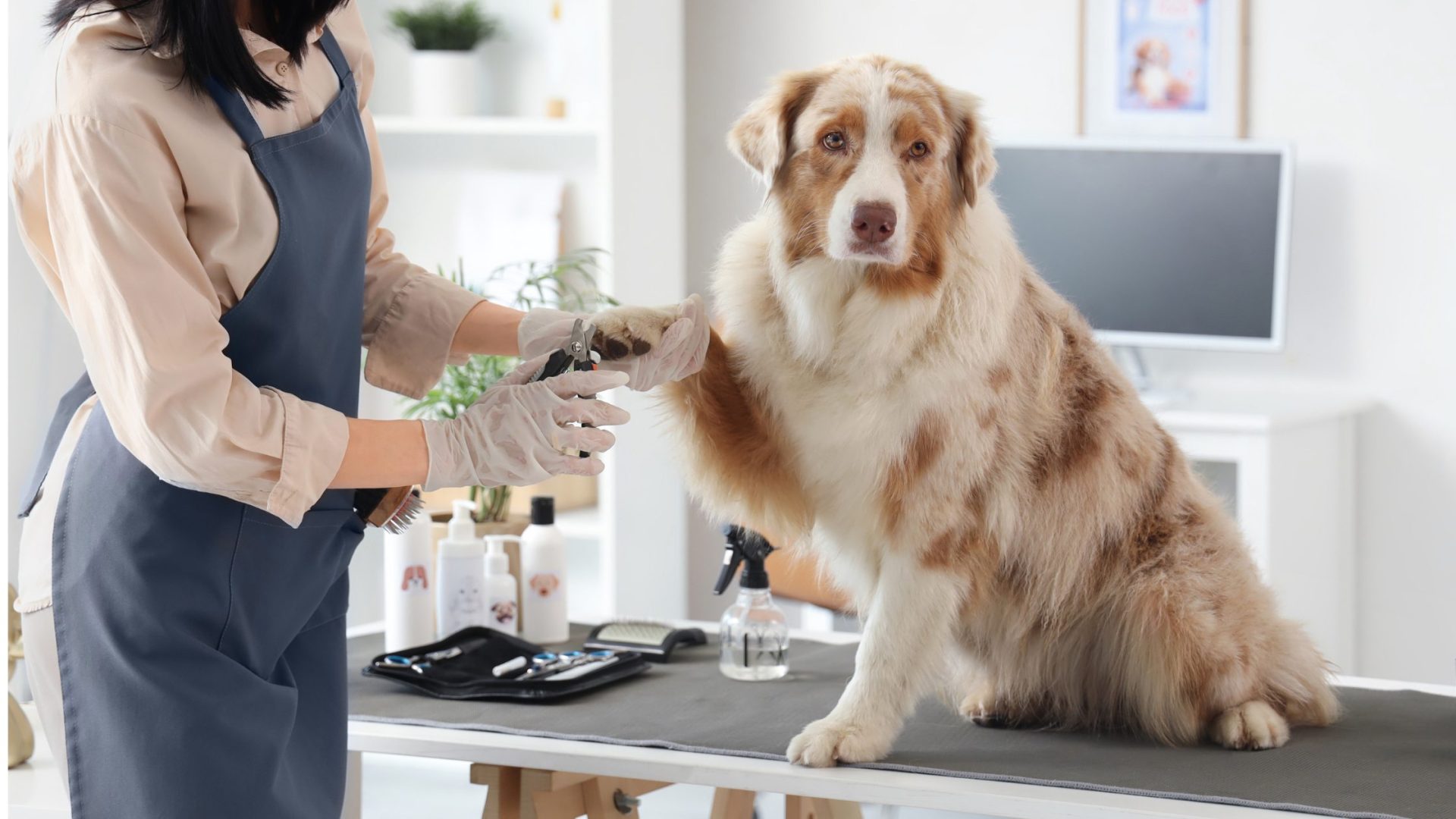 20 Best Smart Tech Gadgets for Dogs in Singapore 5 Tech Gadgets for Dogs