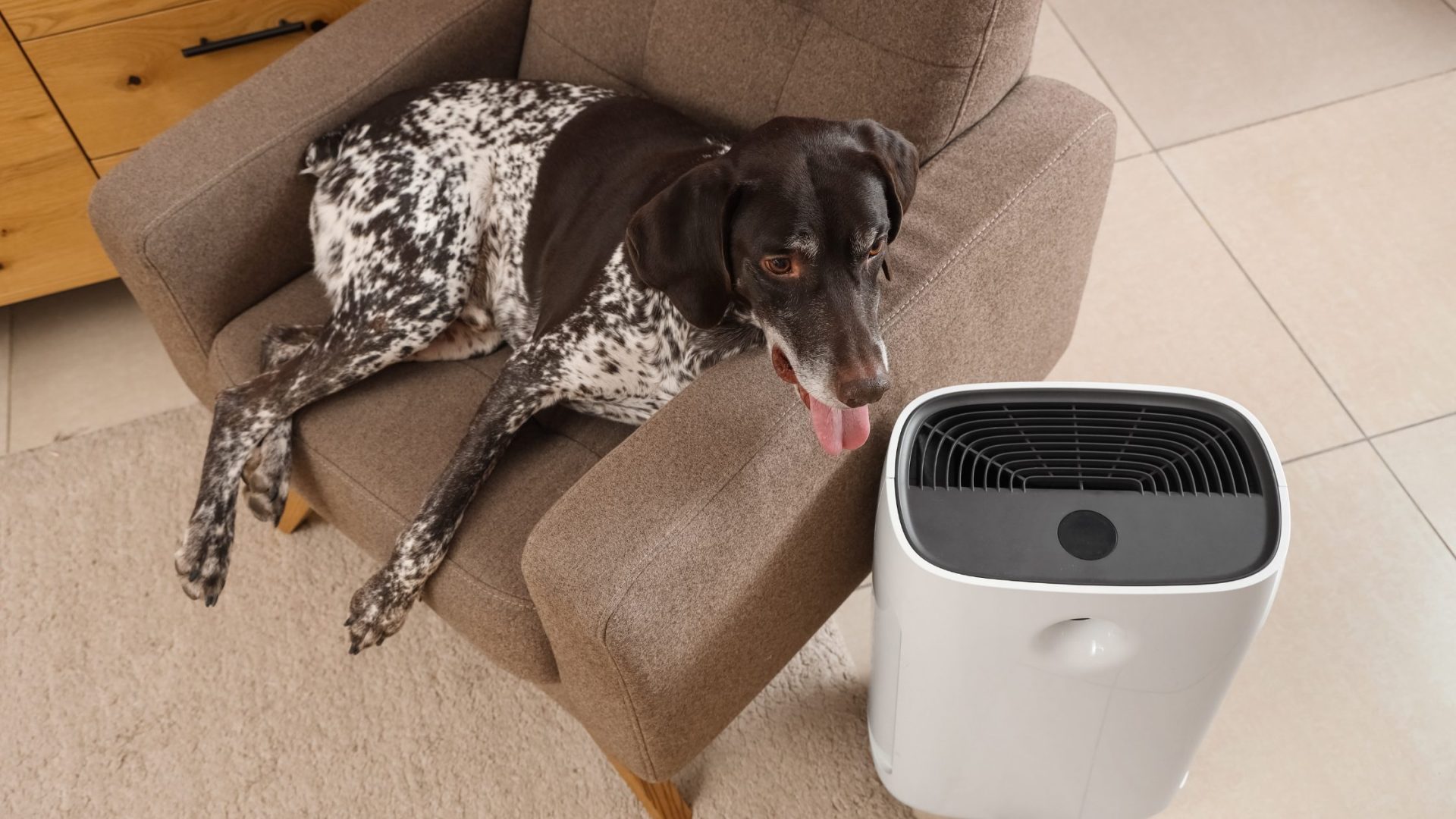 20 Best Smart Tech Gadgets for Dogs in Singapore 3 Smart Tech Gadgets for Dogs