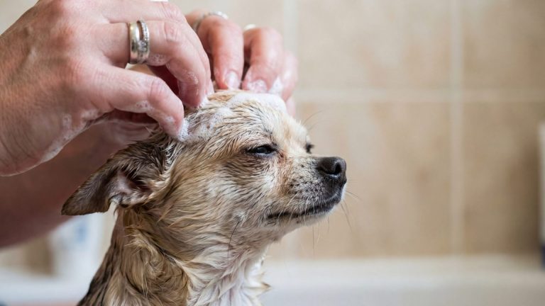 Common Health Issues in Dogs in Singapore You Must Know