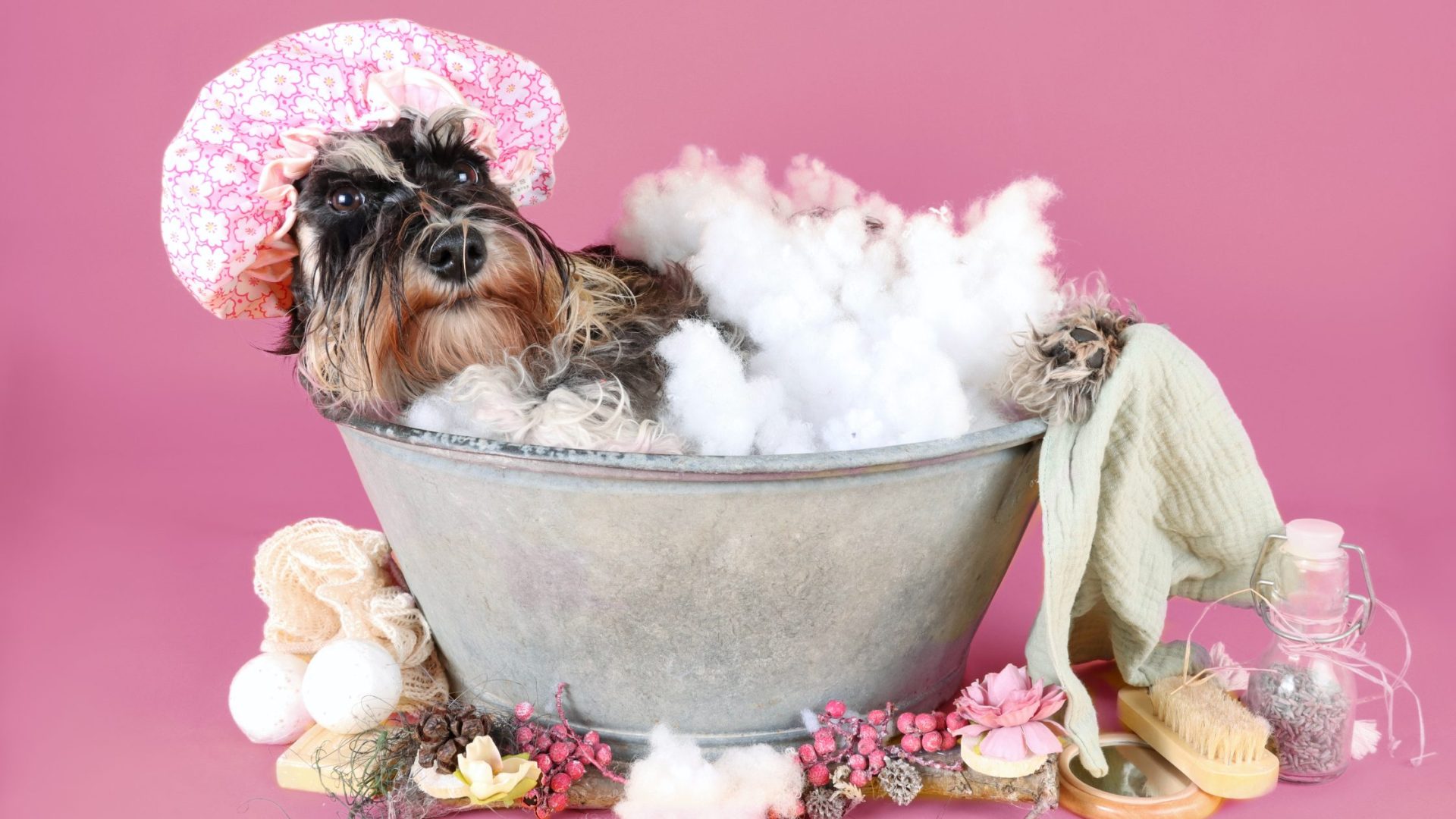 Common Health Issues in Dogs in Singapore You Must Know 2 Common health issues in dogs
