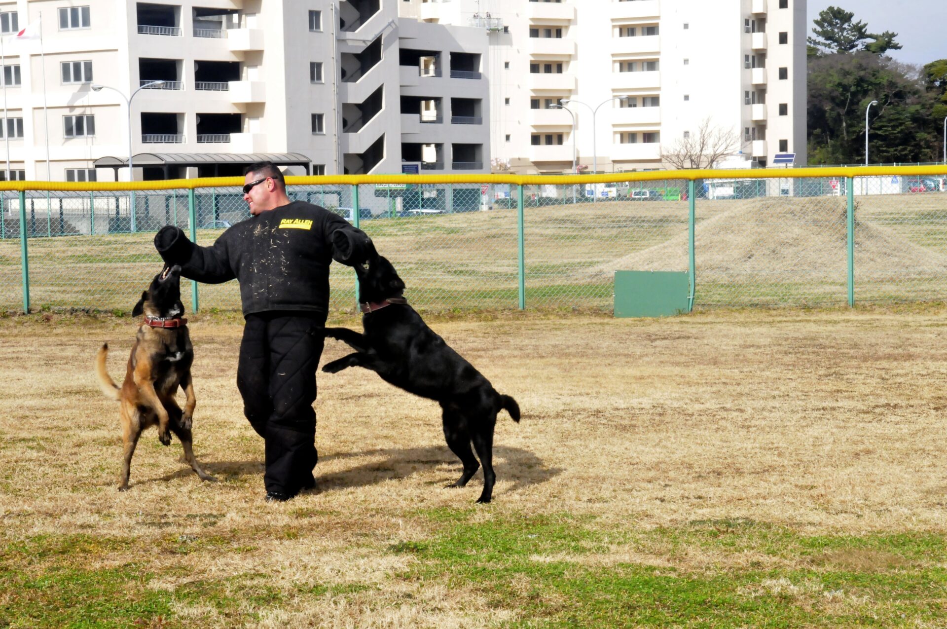 Why Accredited Dog Training in Singapore Is Worth It 1 Accredited dog training