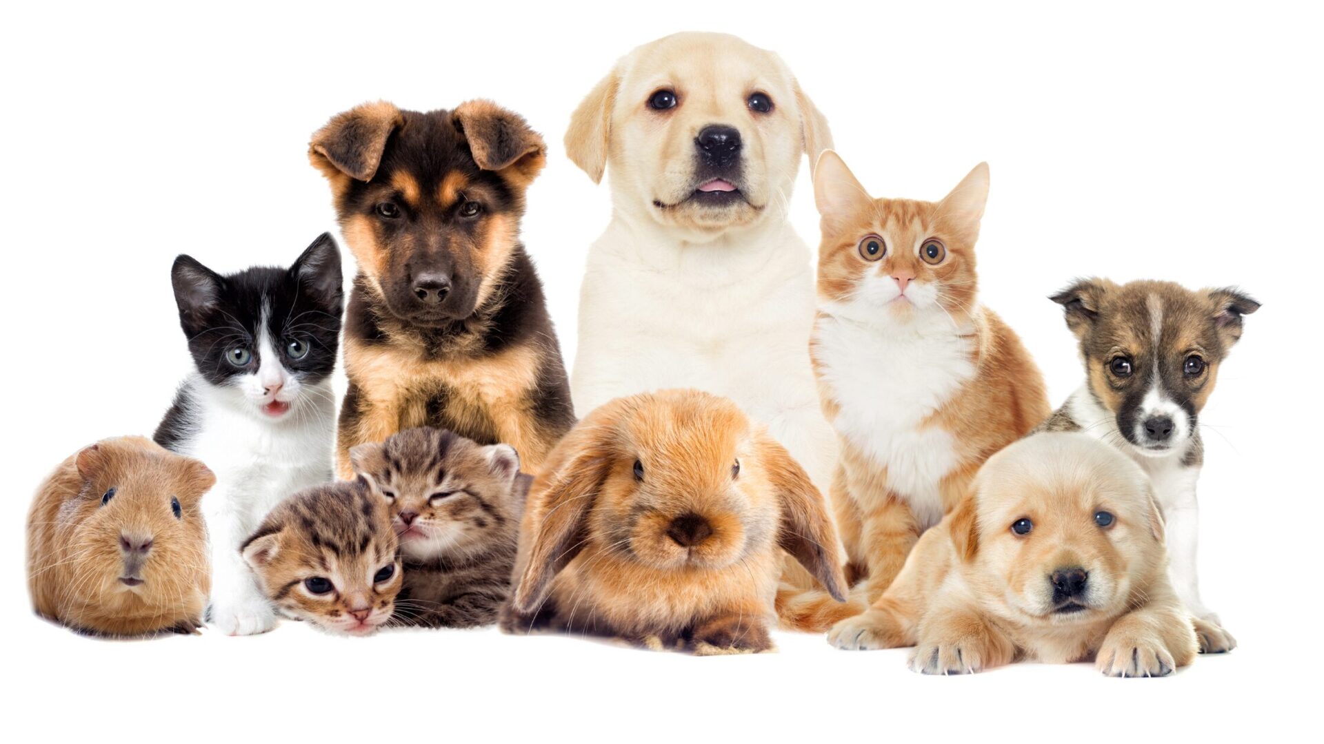 20 Ways Pet Culture in Singapore is Changing Modern Homes 2 Pet Culture in Singapore