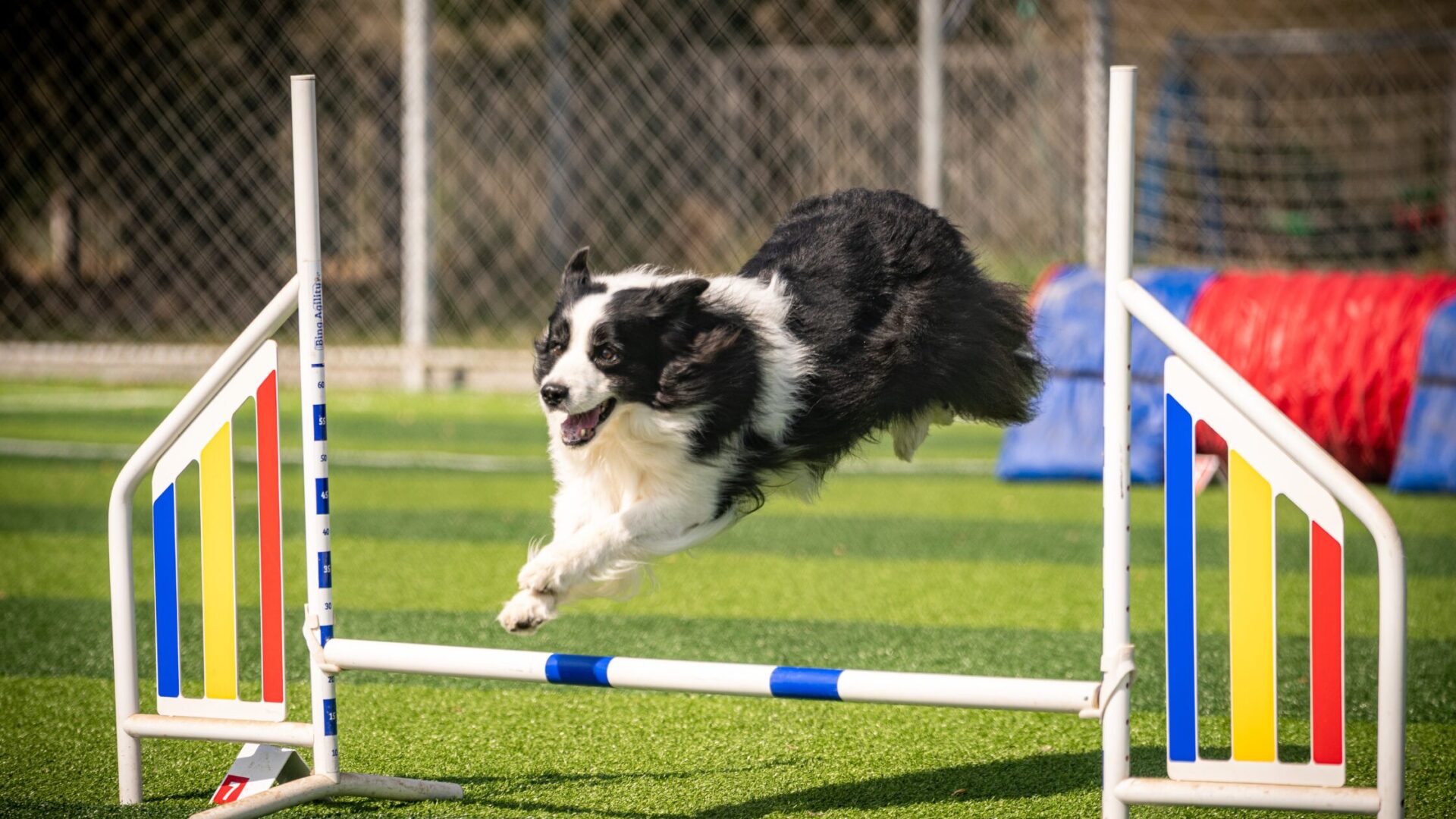 20 Ways Pet Culture in Singapore is Changing Modern Homes 3 Pet Culture in Singapore