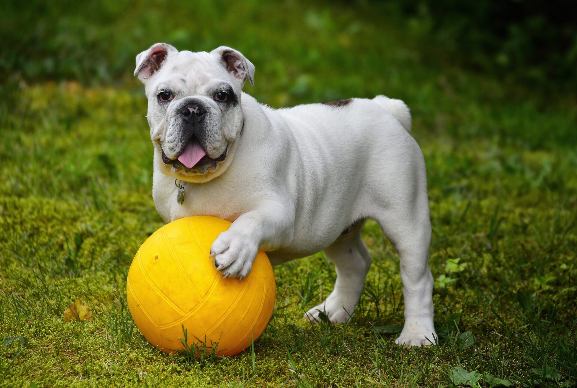 Group vs. Private Dog Training: Which is the best for Dog? 3 Group vs. private dog training